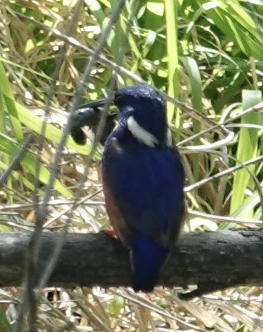 Azure Kingfisher - ML624015799