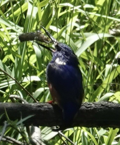 Azure Kingfisher - ML624015808