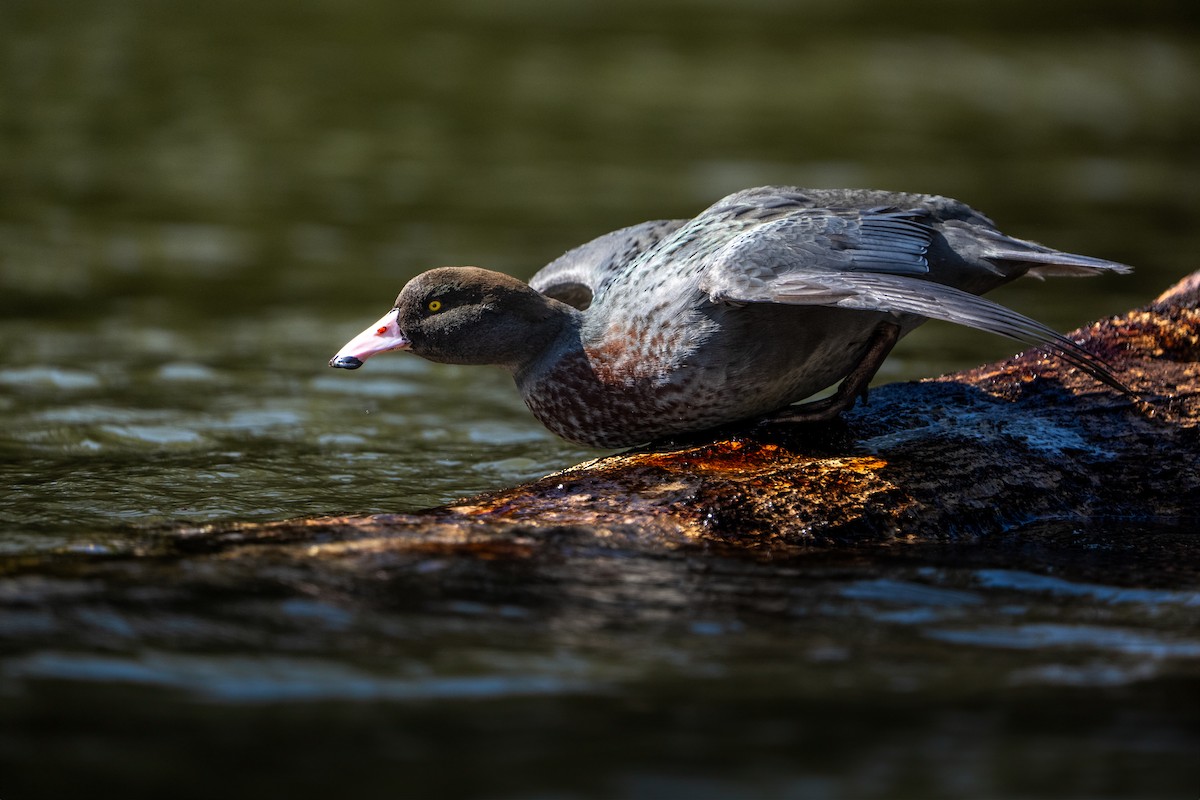 Pato Azul - ML624015809