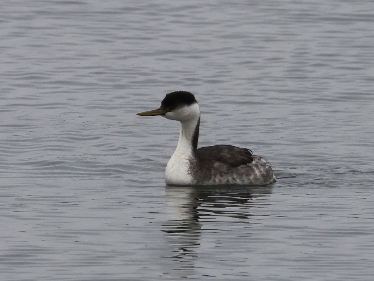 Western Grebe - Linda LeRoy