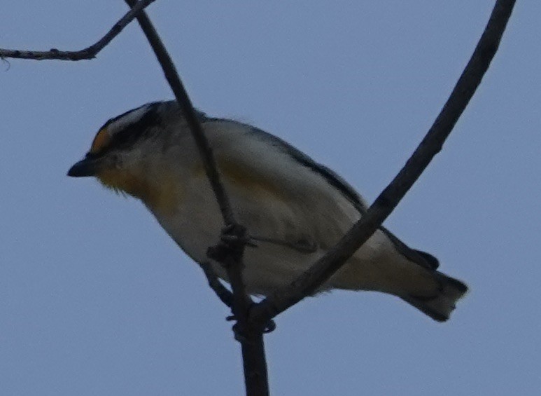 Striated Pardalote (Black-headed) - ML624015832