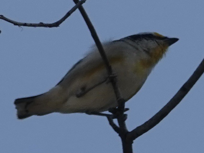 Striated Pardalote (Black-headed) - ML624015834