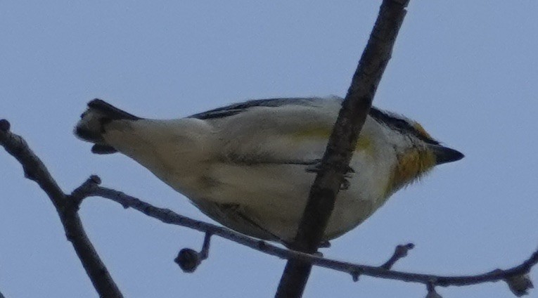 Striated Pardalote (Black-headed) - ML624015836