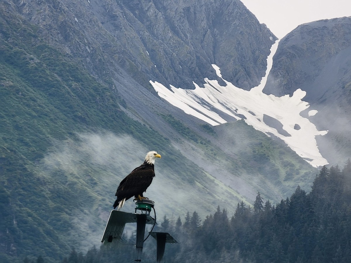 Bald Eagle - ML624015839