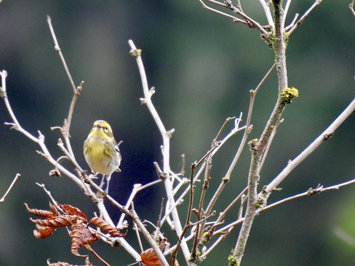 Townsend's Warbler - ML624015845