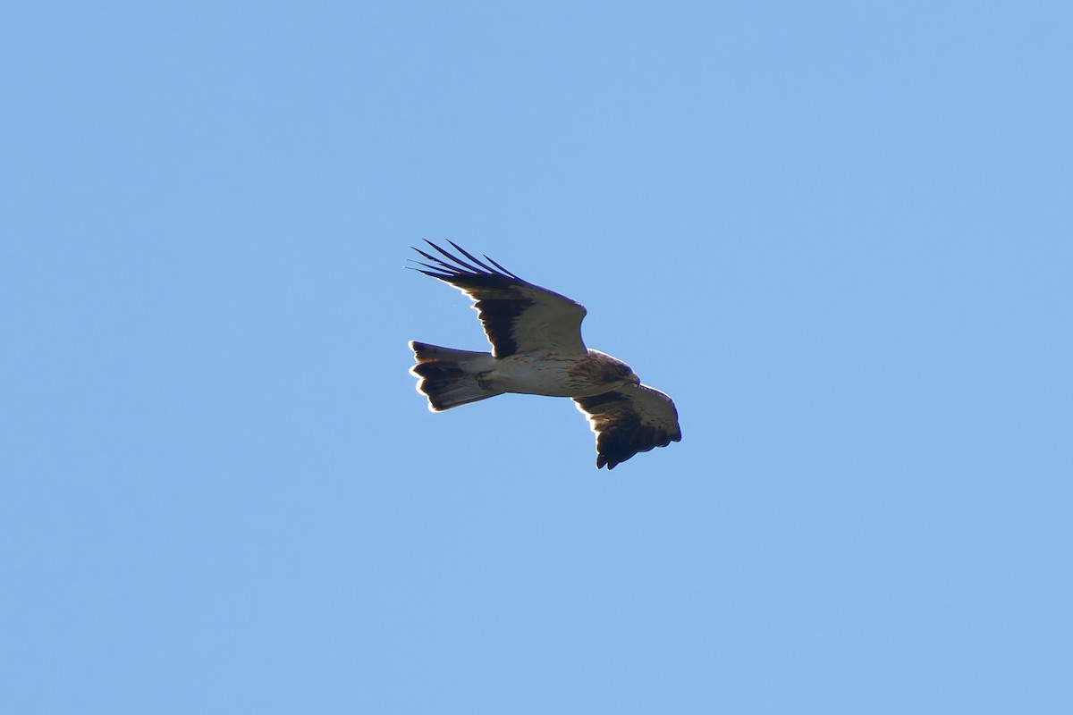 Booted Eagle - ML624015852