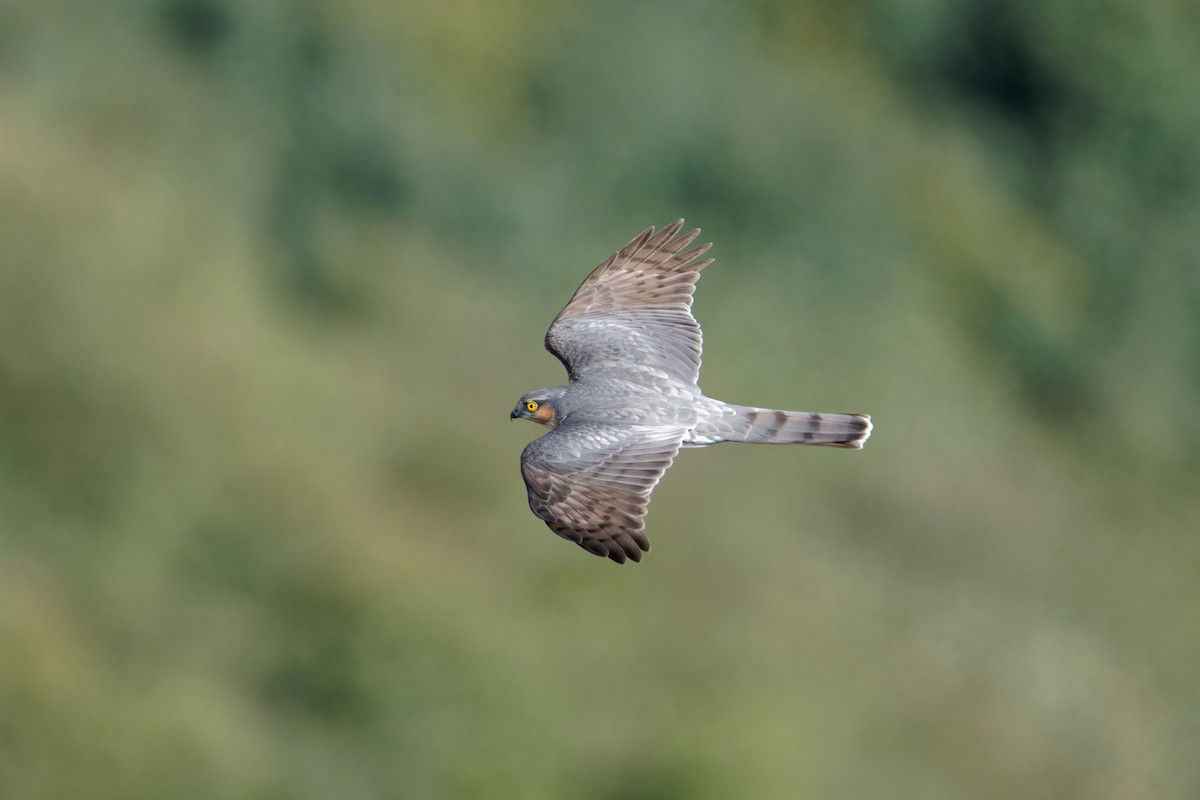 Eurasian Sparrowhawk - ML624015857