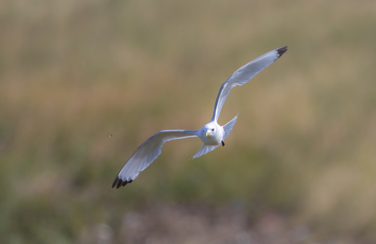 Black-legged Kittiwake - Michelle Schreder