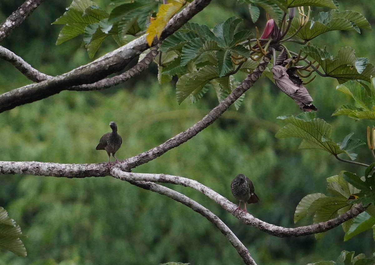 Chachalaca Moteada - ML624015883