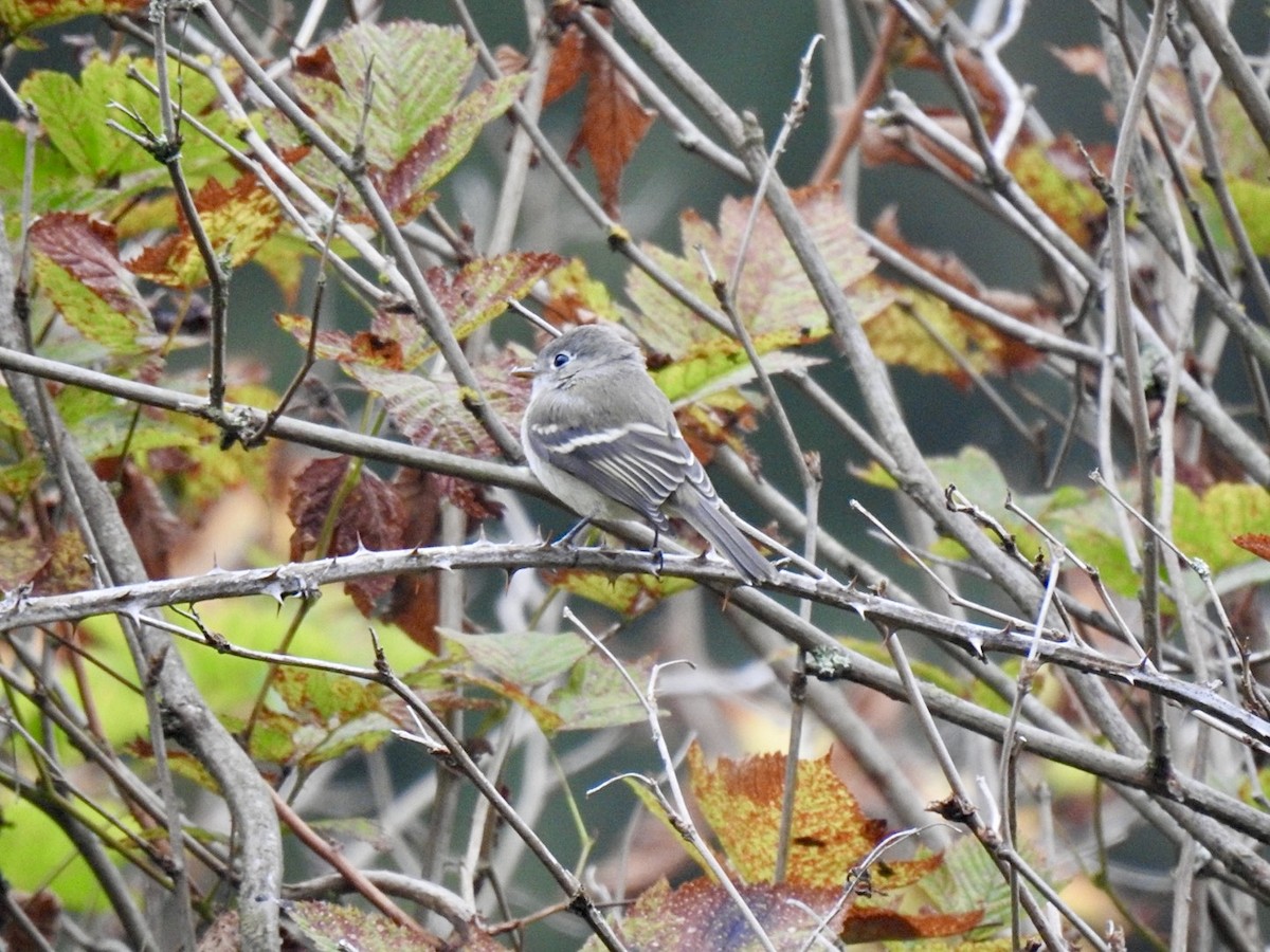 Western Flycatcher (Pacific-slope) - ML624015887