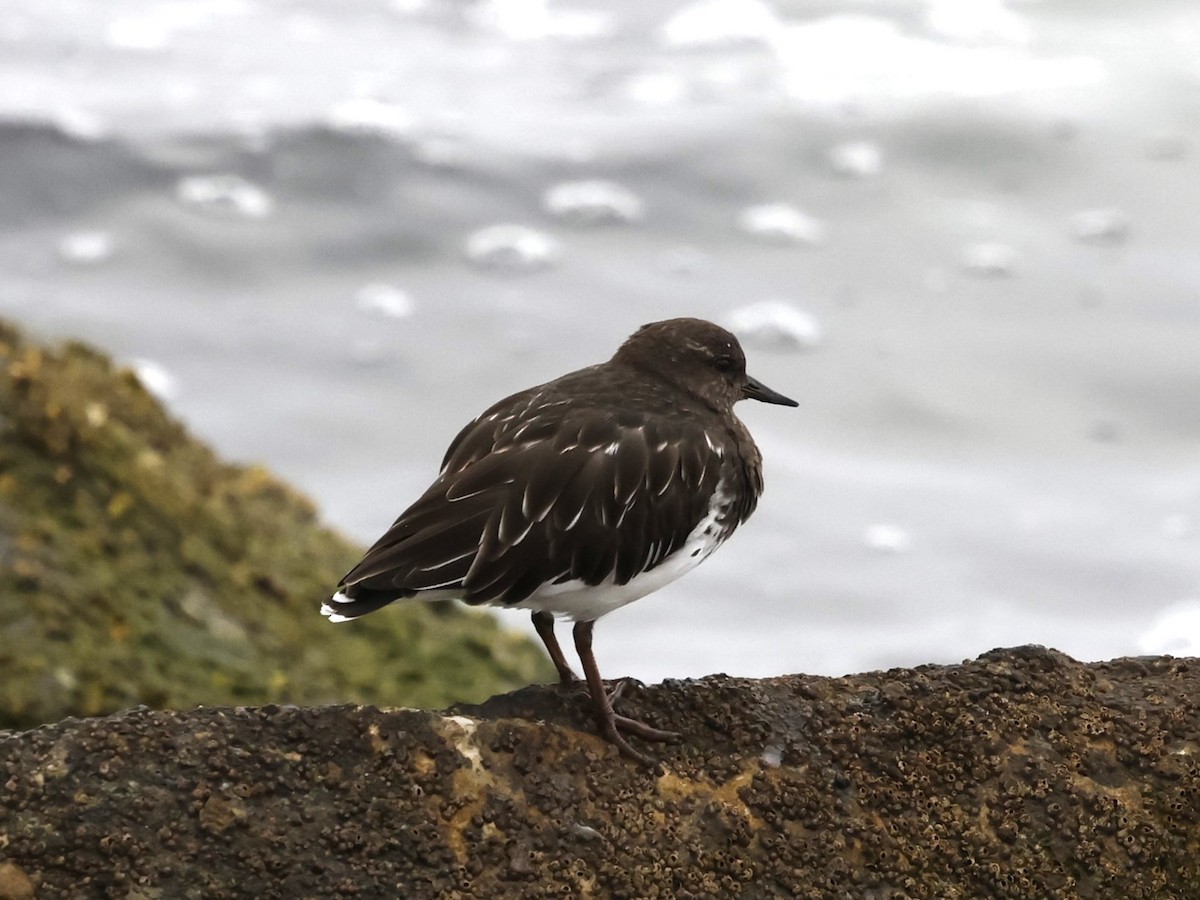 Black Turnstone - ML624015895