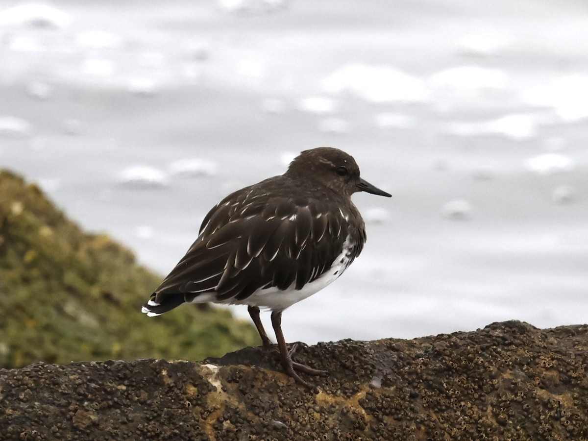 Black Turnstone - ML624015896