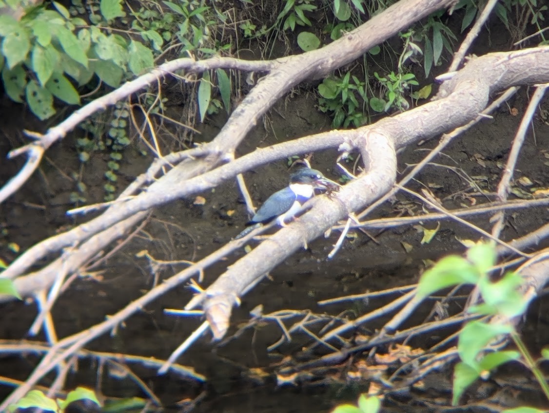 Belted Kingfisher - Paul Seaman