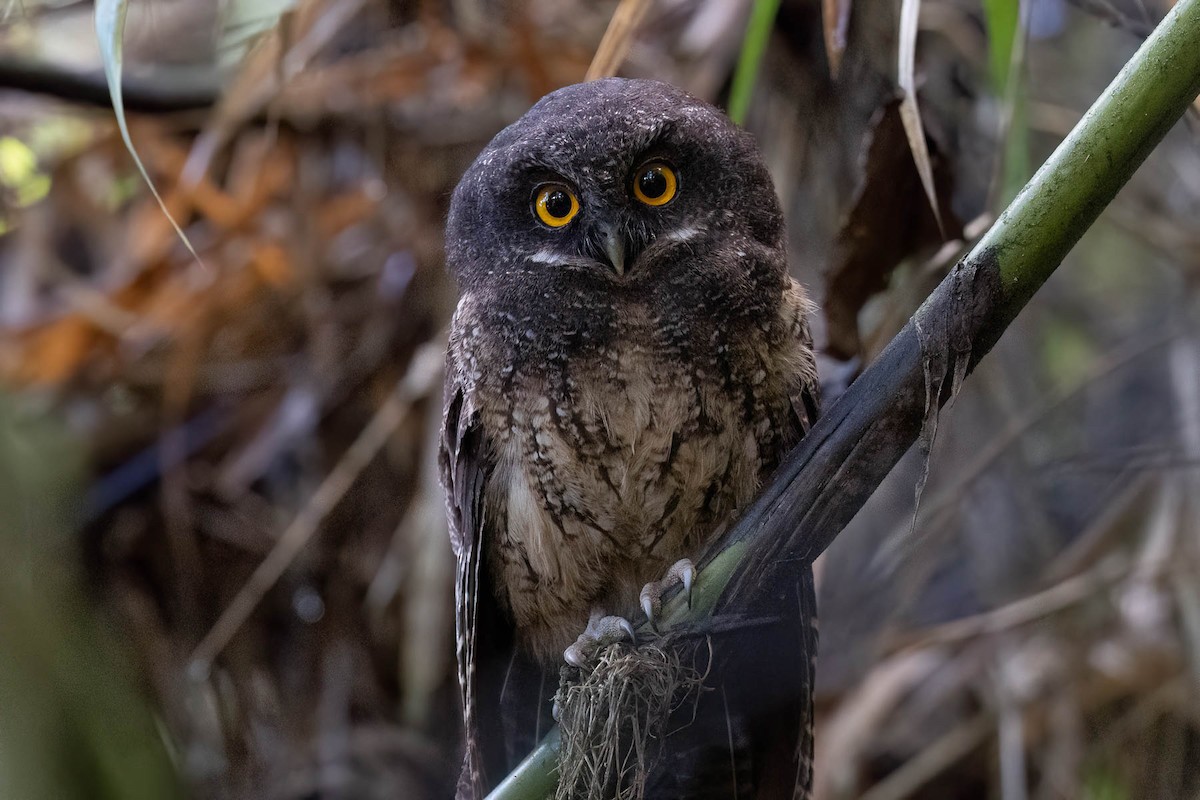 White-throated Screech-Owl - ML624015909