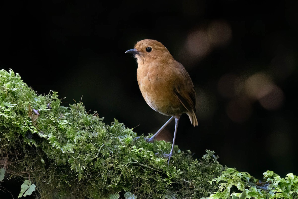 Equatorial Antpitta - ML624015912