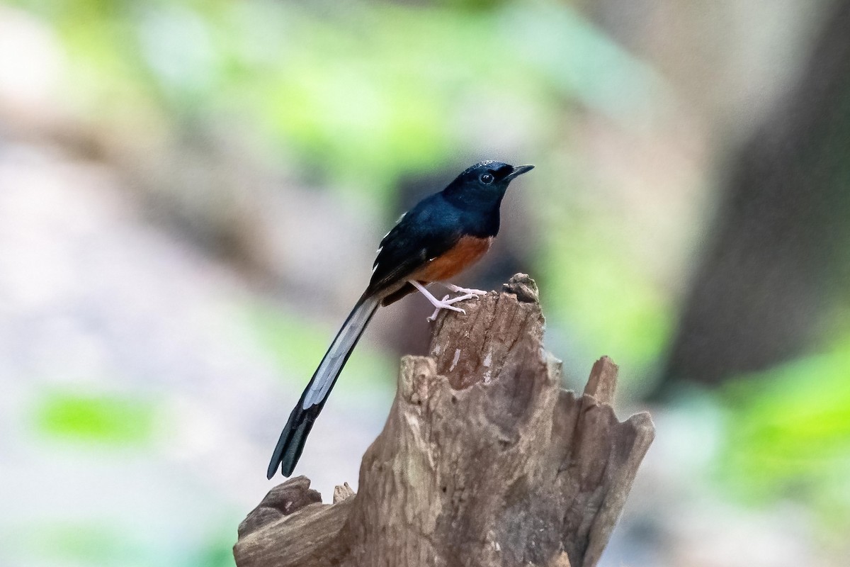 White-rumped Shama - Ming Shan Tsai