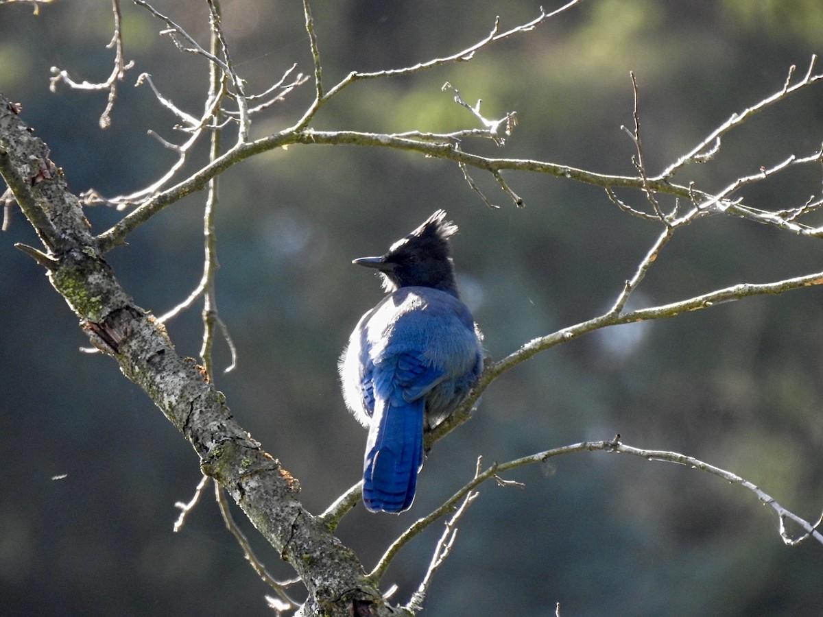 Steller's Jay (Coastal) - ML624015924