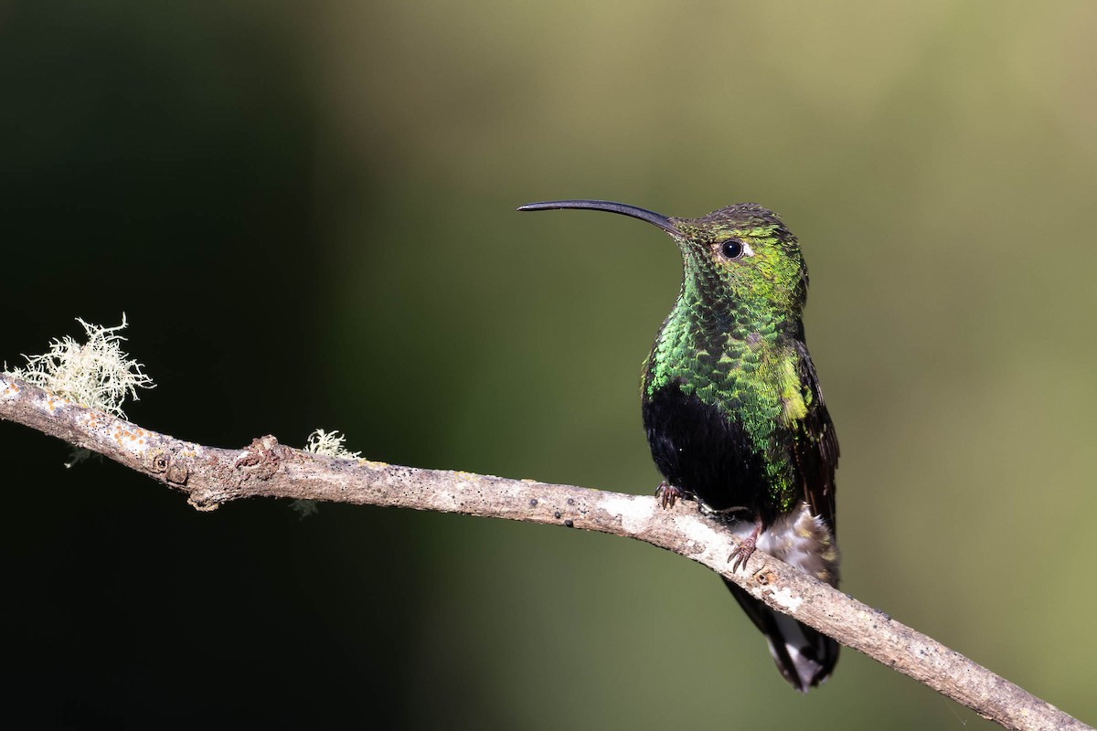 Colibri de Lafresnaye - ML624015926