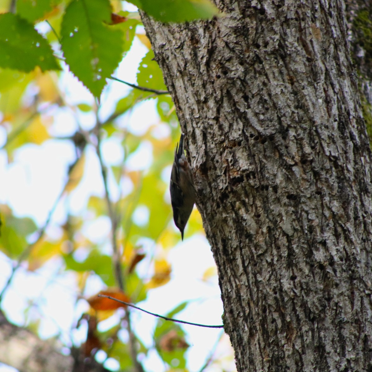 White-breasted Nuthatch - ML624015929