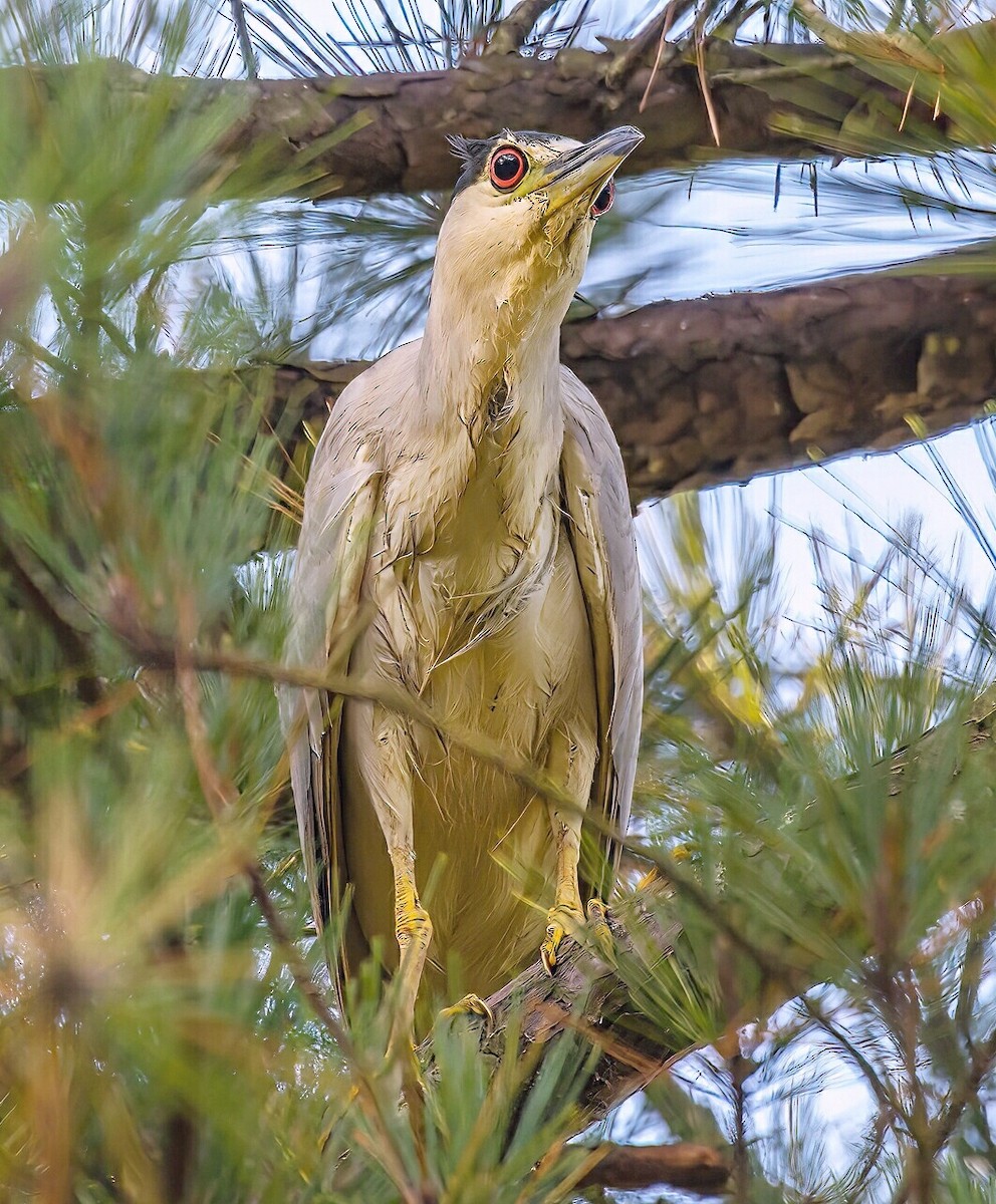 Black-crowned Night Heron - ML624015971