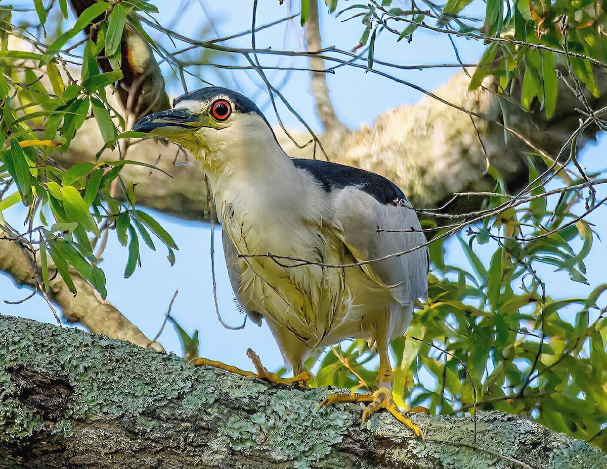 Black-crowned Night Heron - Rebecca Higgins