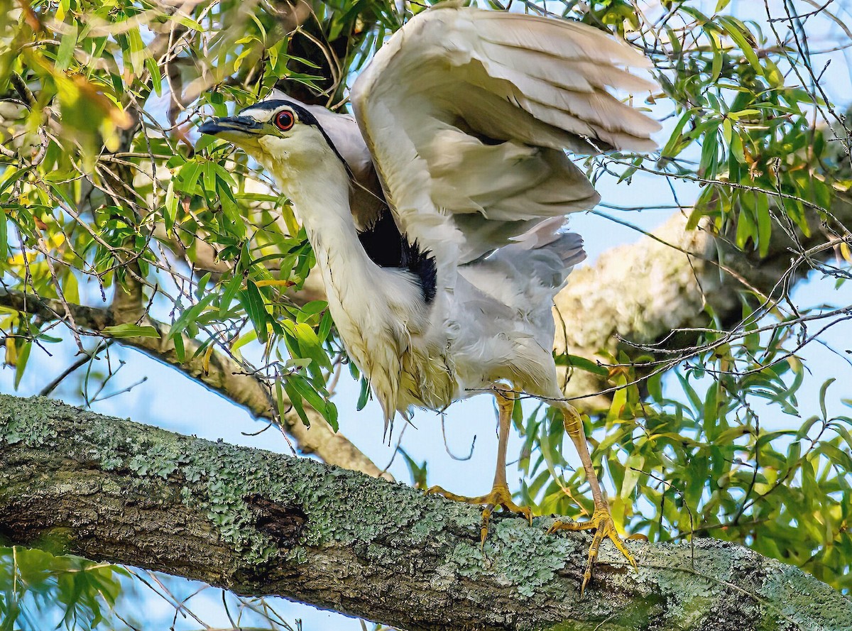 Black-crowned Night Heron - ML624015978