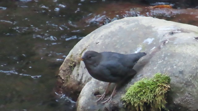 American Dipper - ML624016034