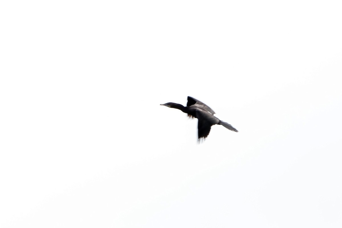 Little Cormorant - ML624016038