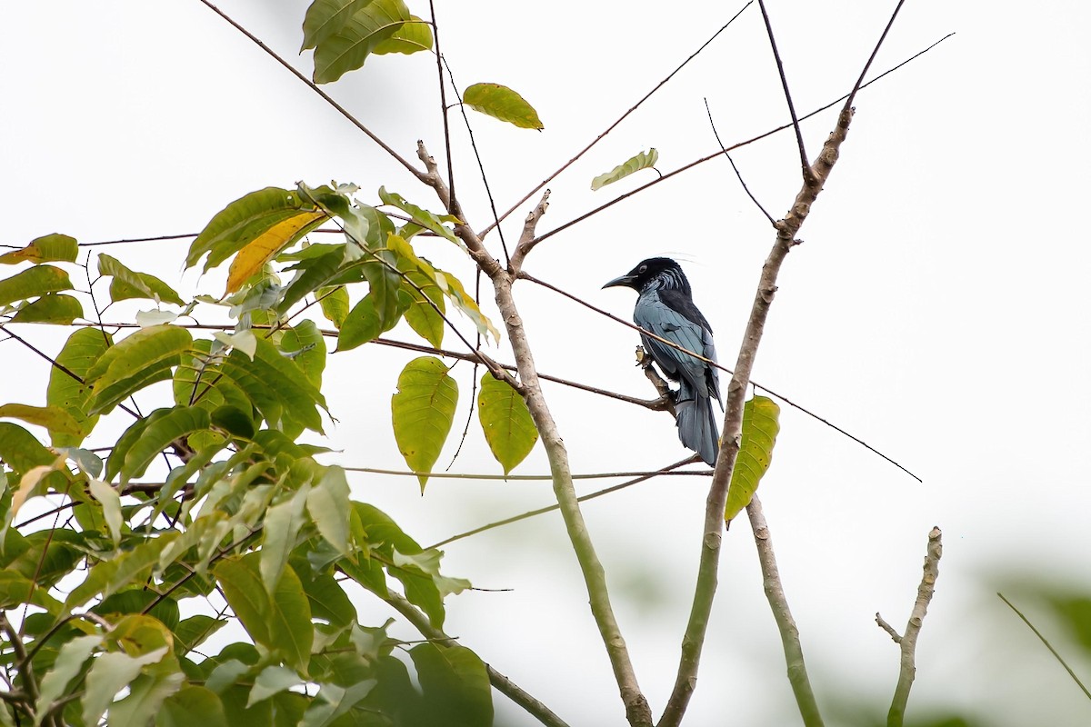 Hair-crested Drongo - ML624016043