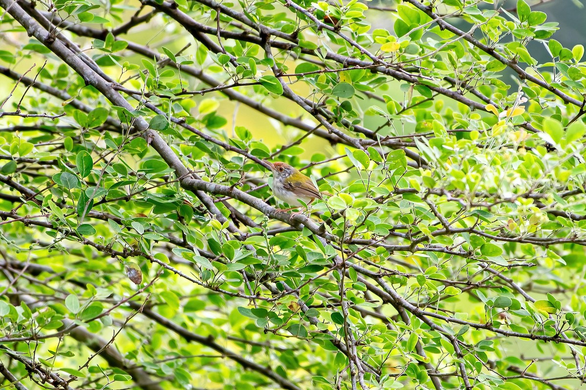 Common Tailorbird - ML624016057