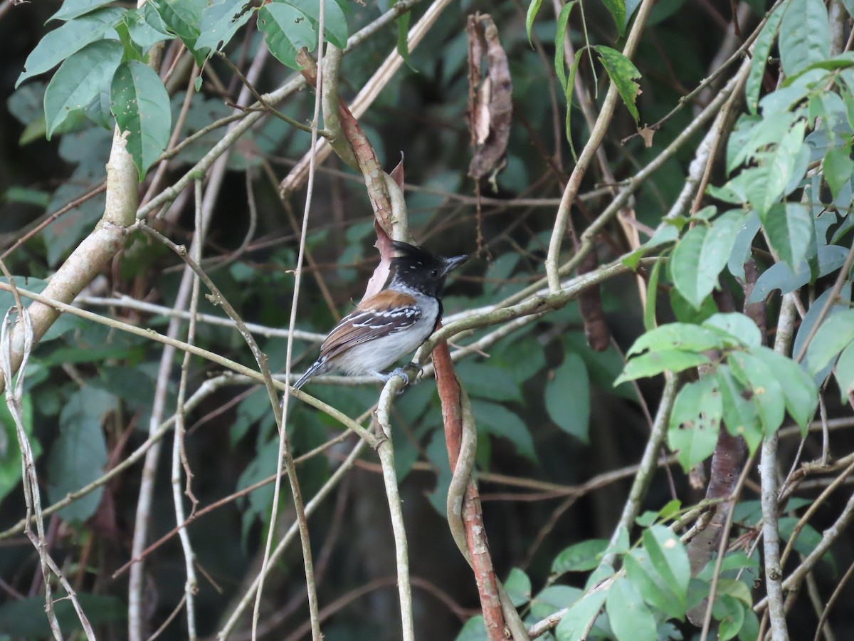 Black-crested Antshrike - Jhon Gaitan Guerron