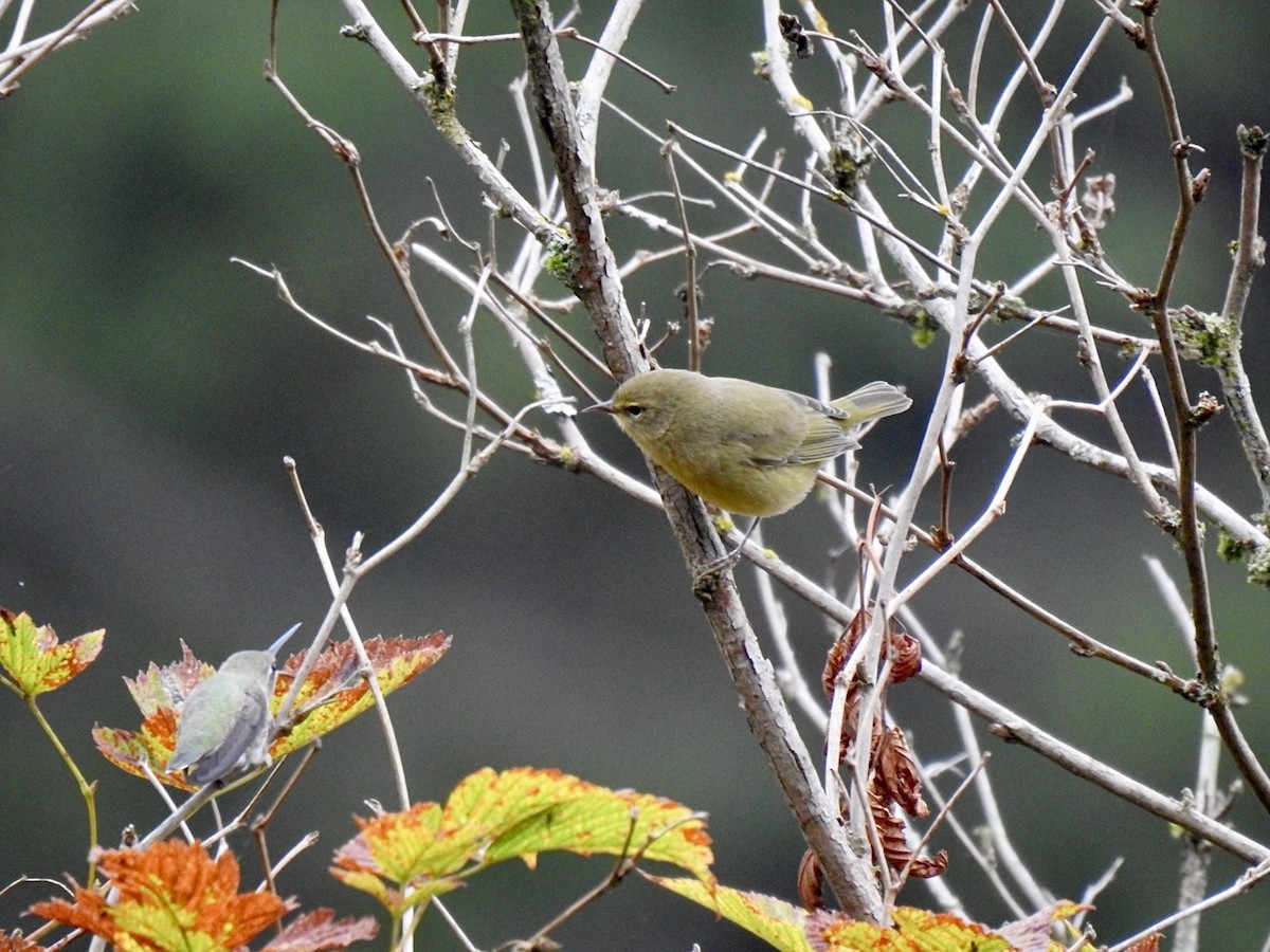 Orange-crowned Warbler - Stephen Bailey