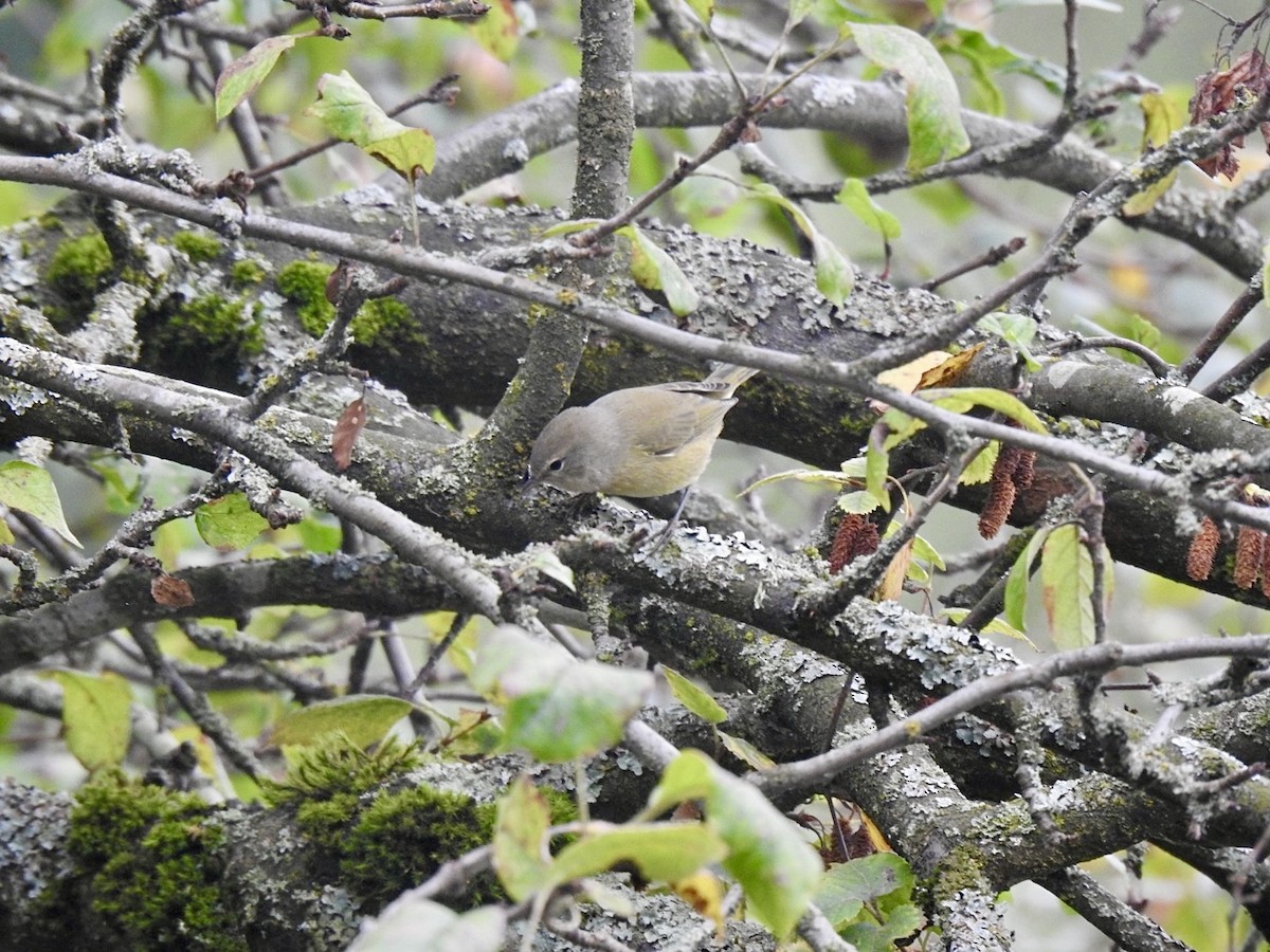 Orange-crowned Warbler - Stephen Bailey