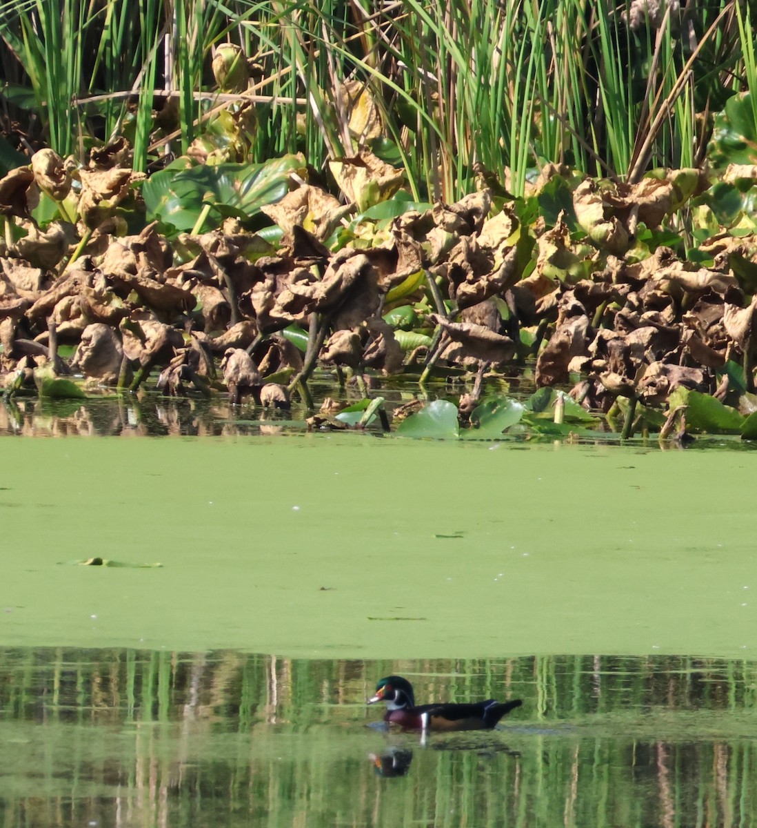 Wood Duck - ML624016078