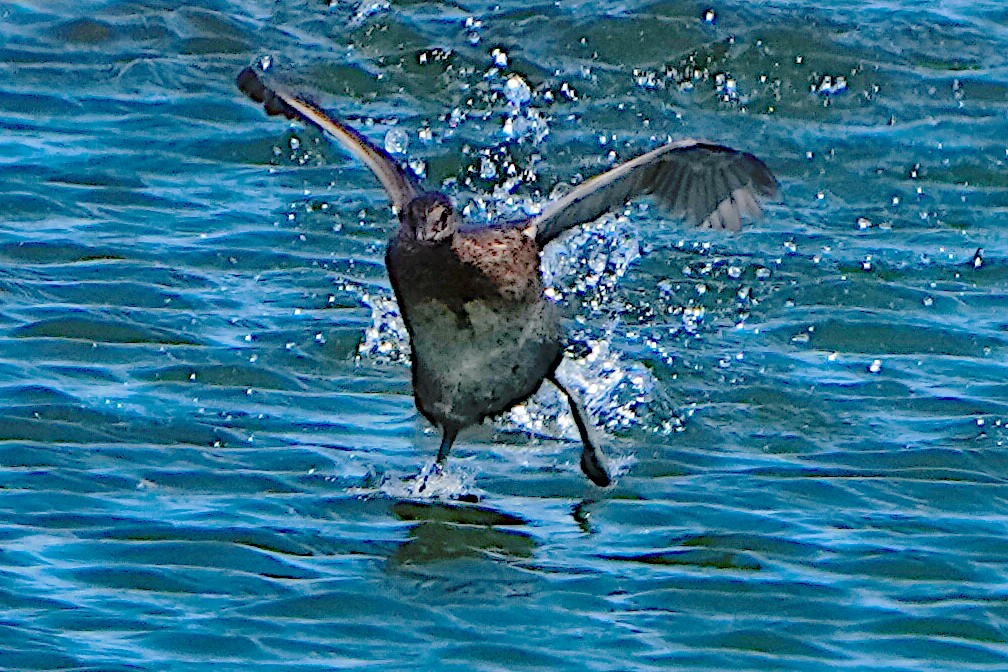 Pied-billed Grebe - ML624016115