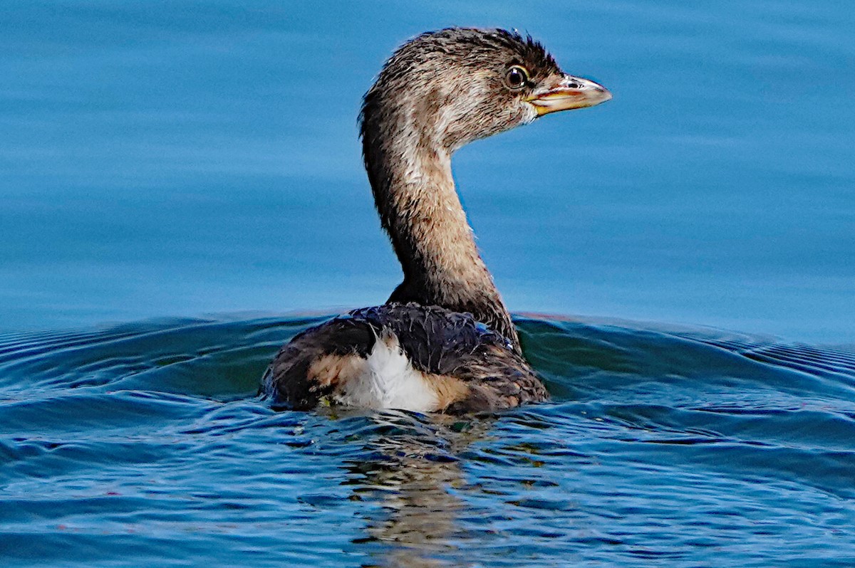 Pied-billed Grebe - ML624016116