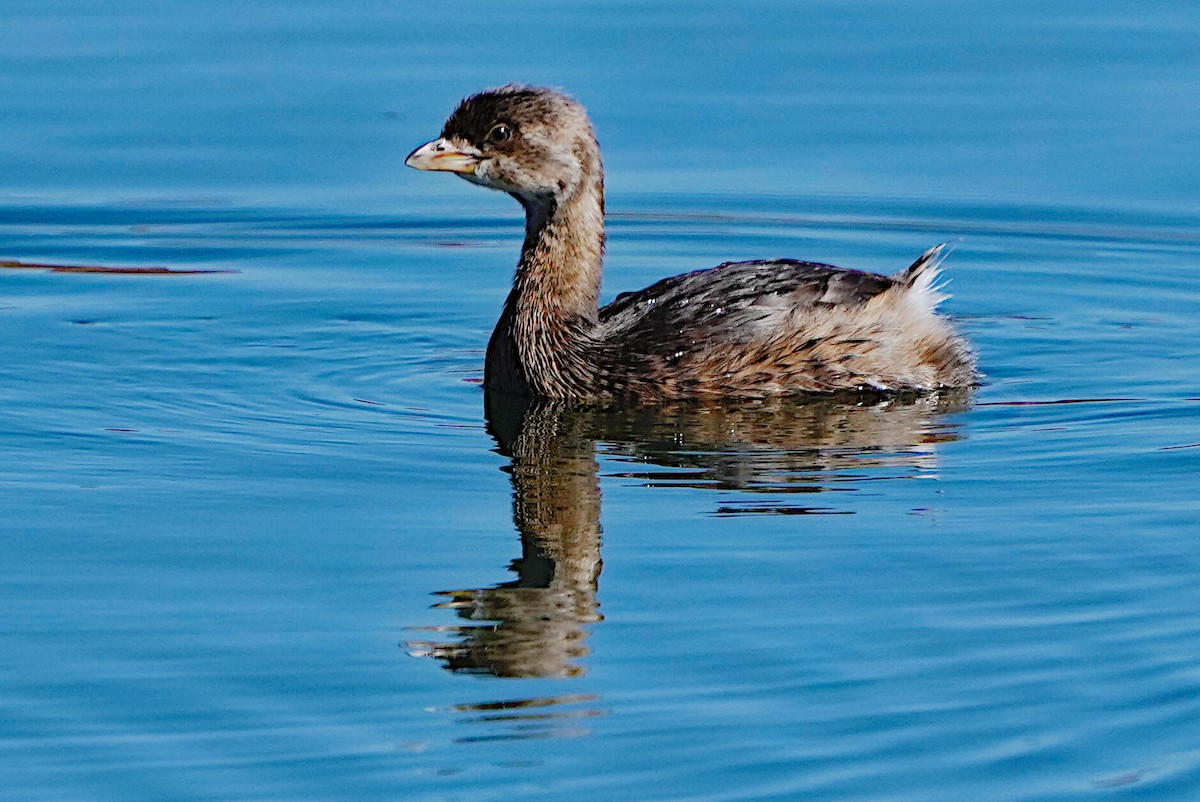 Pied-billed Grebe - ML624016117