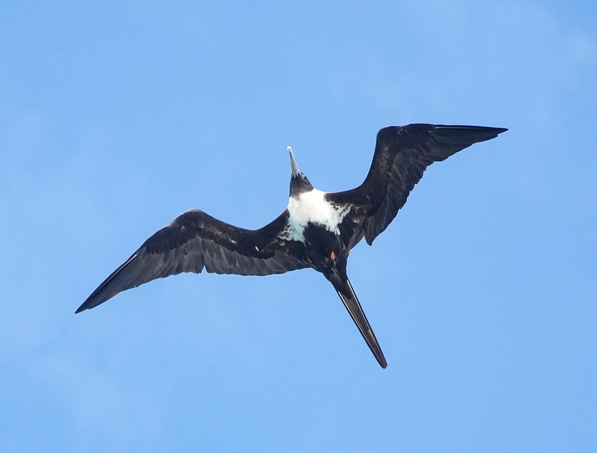 Lesser Frigatebird - ML624016184