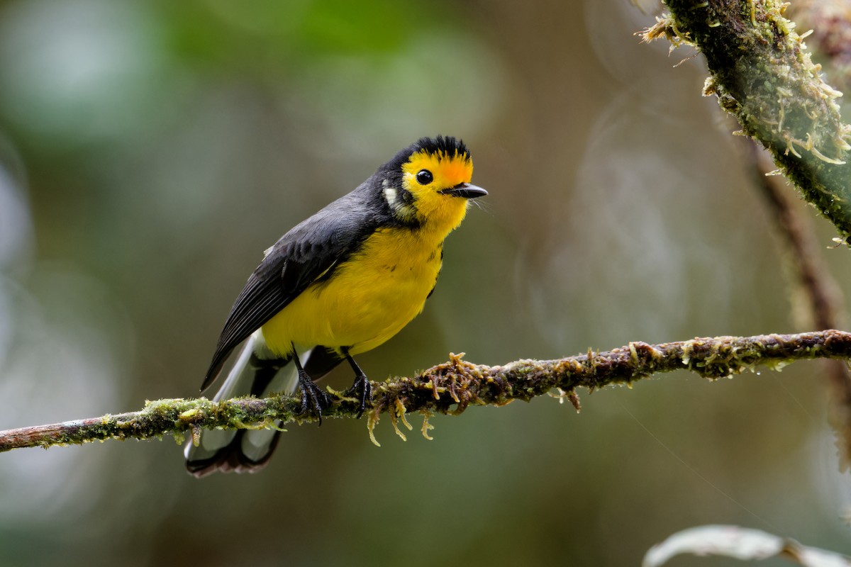 Golden-fronted Redstart - ML624016187