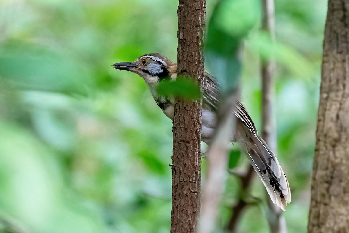 Lesser Necklaced Laughingthrush - ML624016188