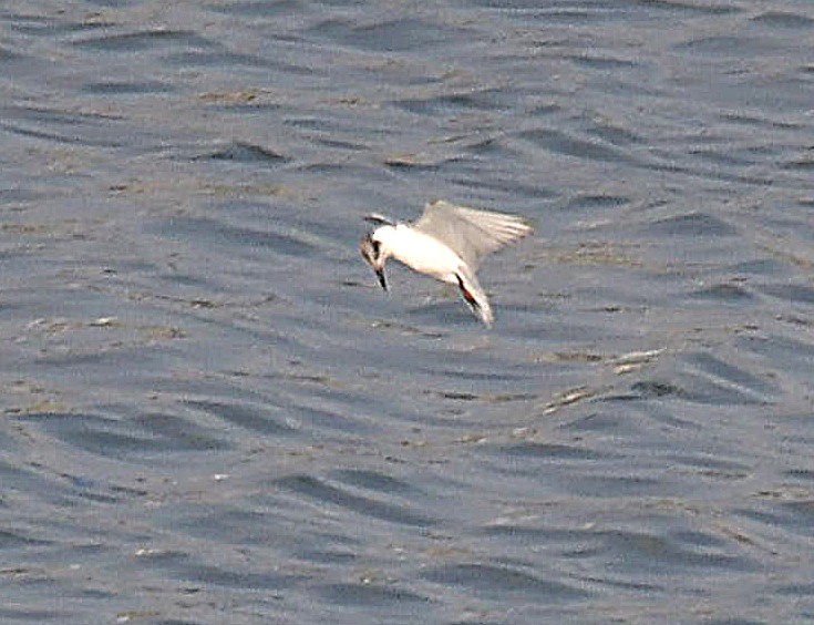 Whiskered Tern - ML624016195