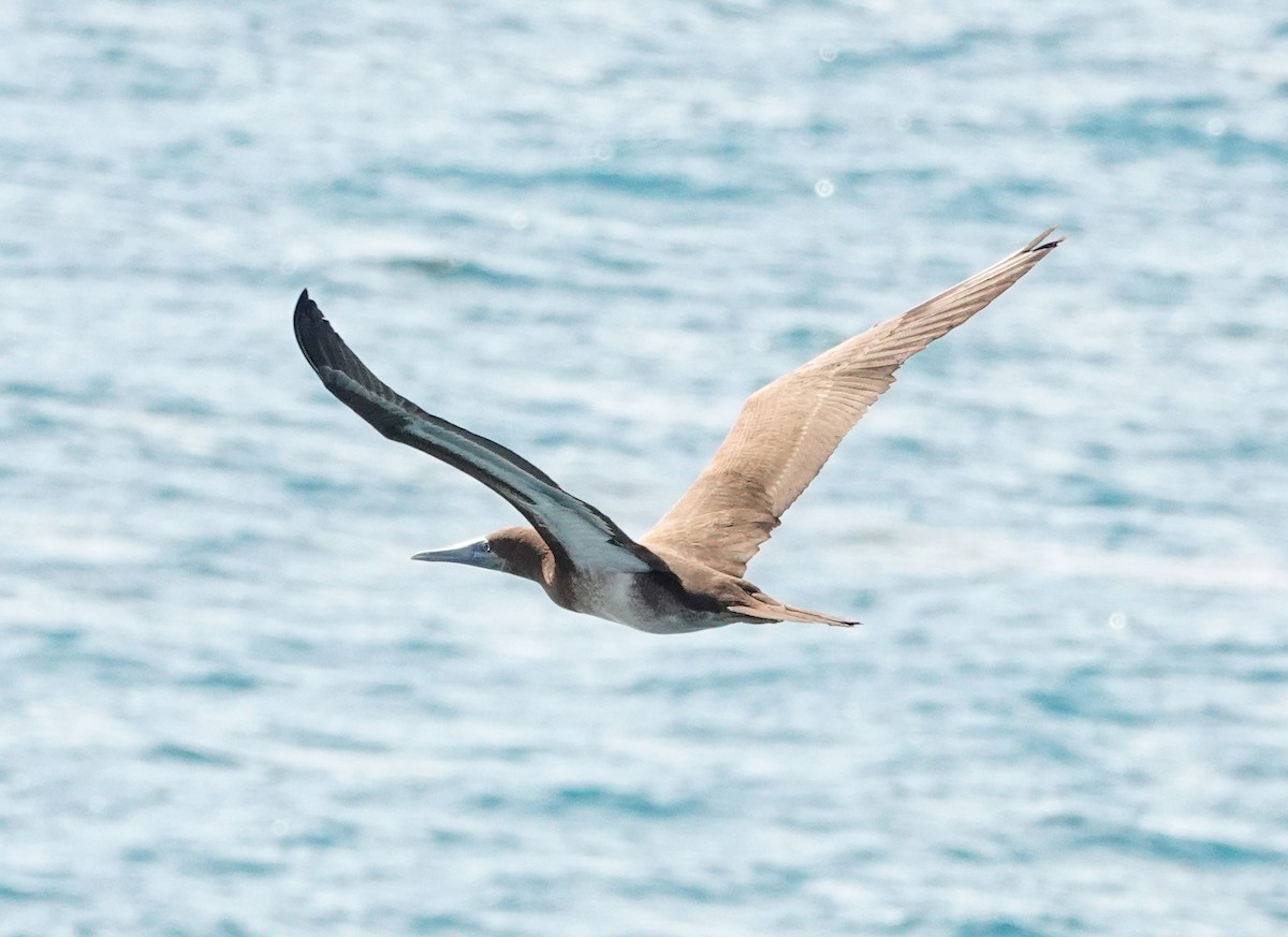 Brown Booby - ML624016201