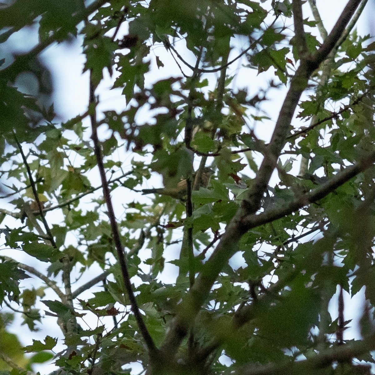 Rose-breasted Grosbeak - ML624016208