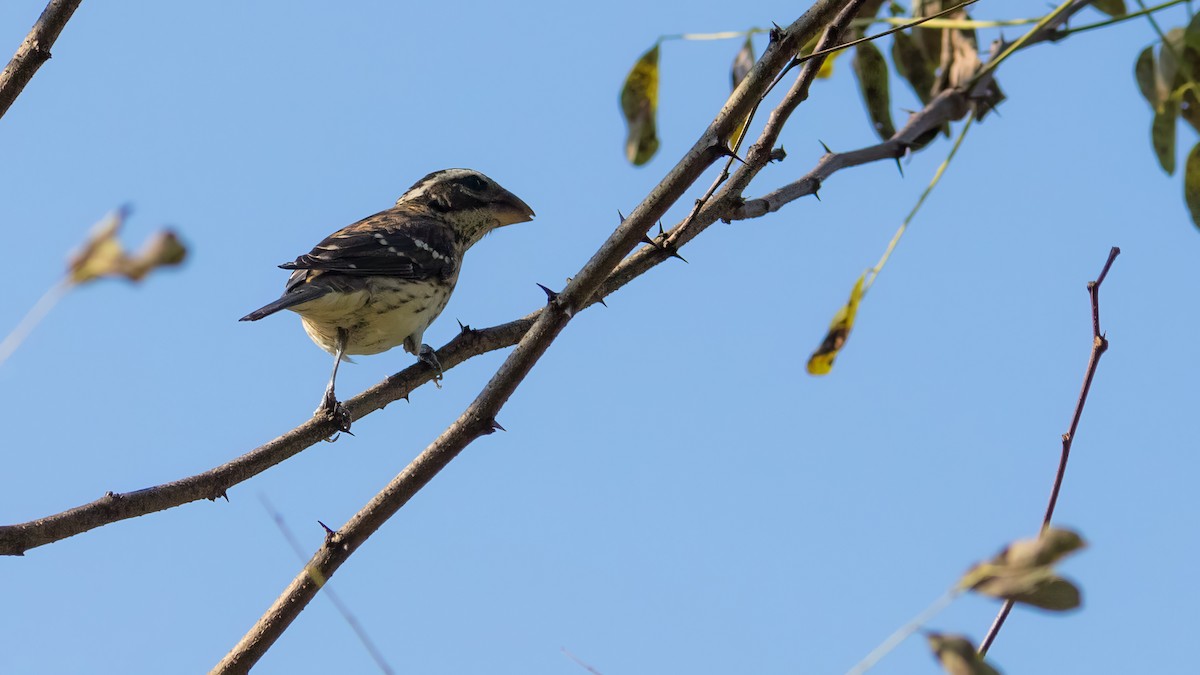 Rose-breasted Grosbeak - ML624016209