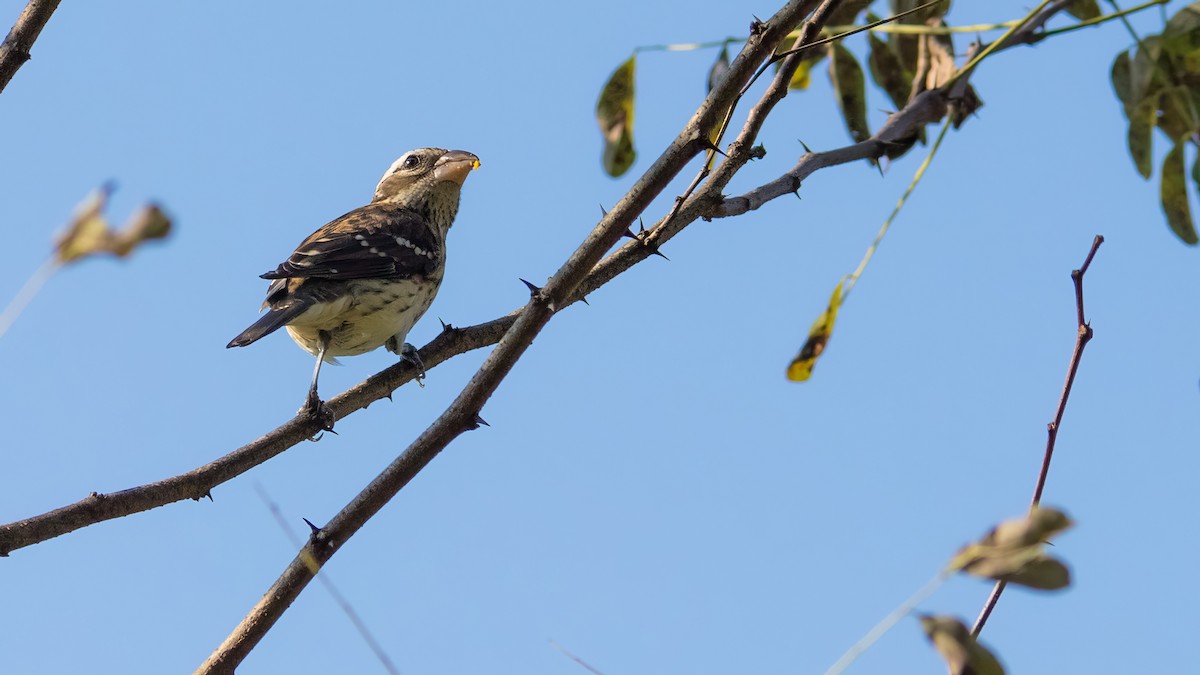 Rose-breasted Grosbeak - ML624016210