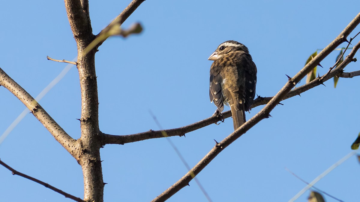 Rose-breasted Grosbeak - ML624016211