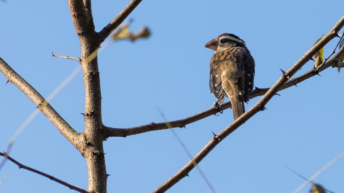 Rose-breasted Grosbeak - ML624016212