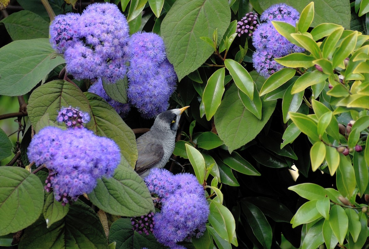 Noisy Miner - ML624016220