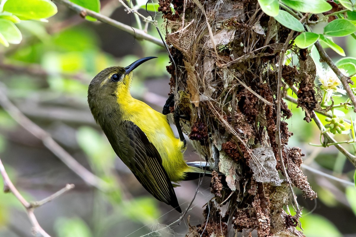 Ornate Sunbird - ML624016260