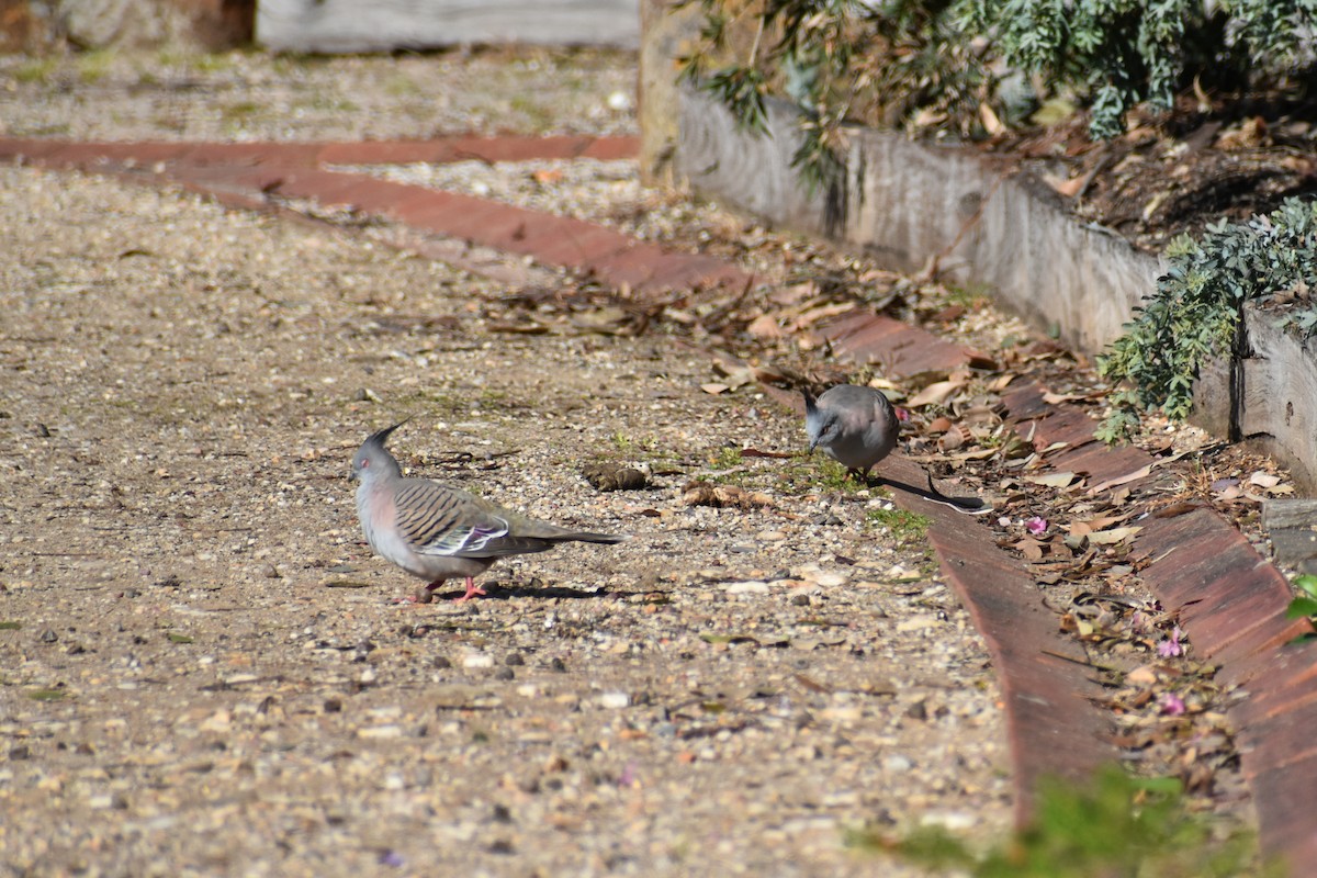 Crested Pigeon - ML624016309